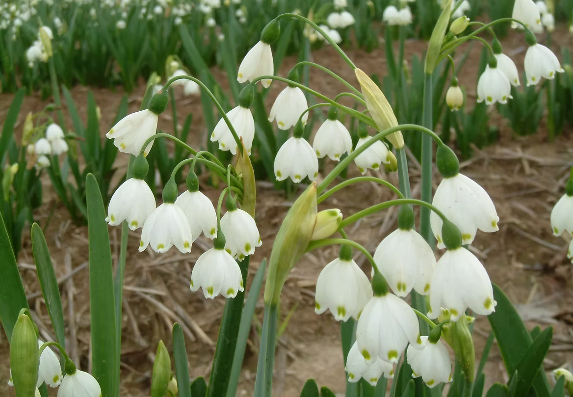 Leucojum flower bulbs