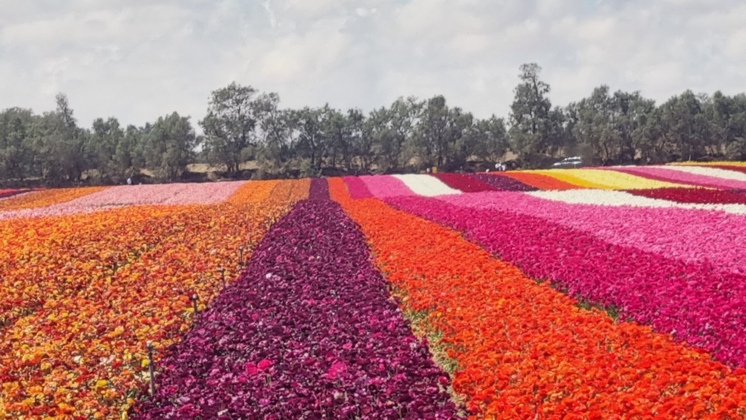 Ranunculus flower bulbs