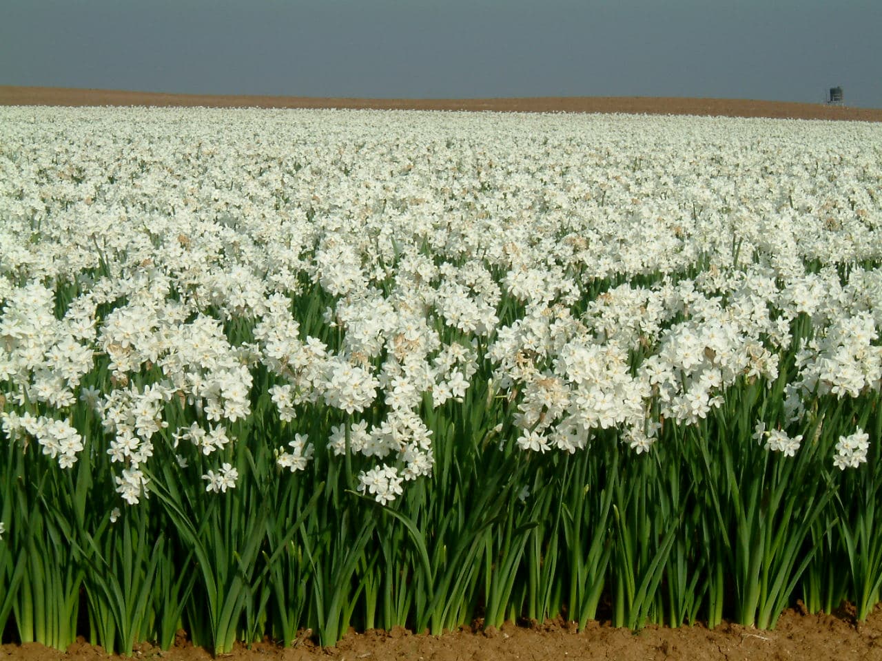 Narcissus flower bulbs