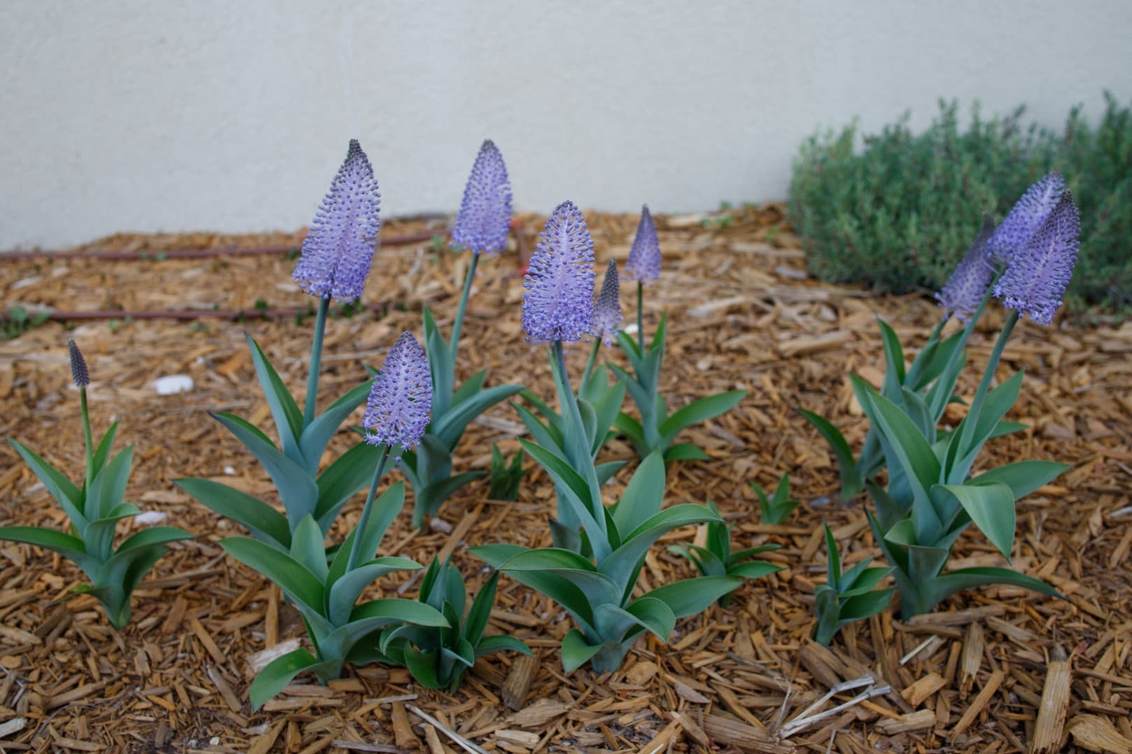 Scilla madeirensis flower bulbs
