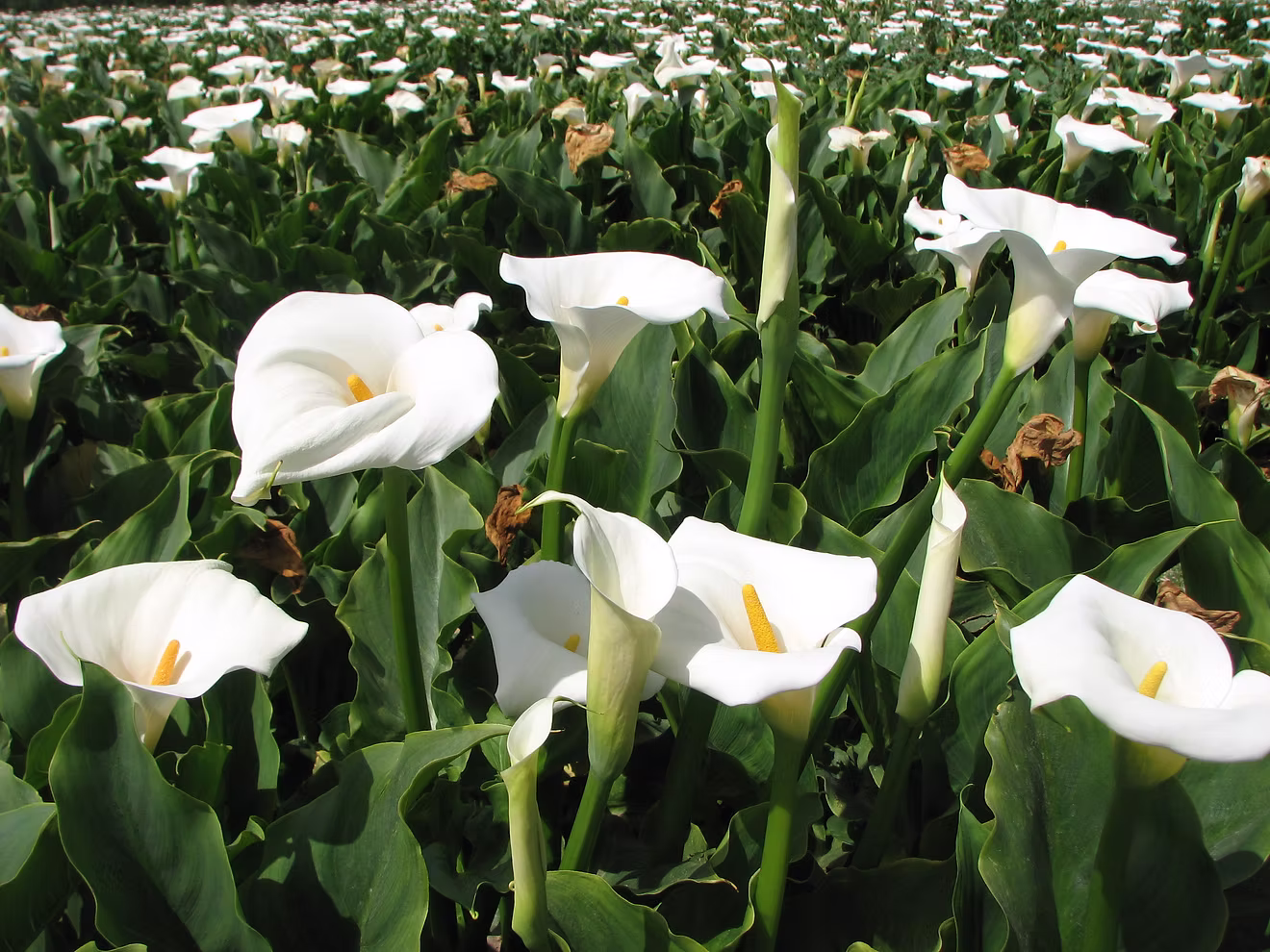 Calla aethiopica flower bulbs