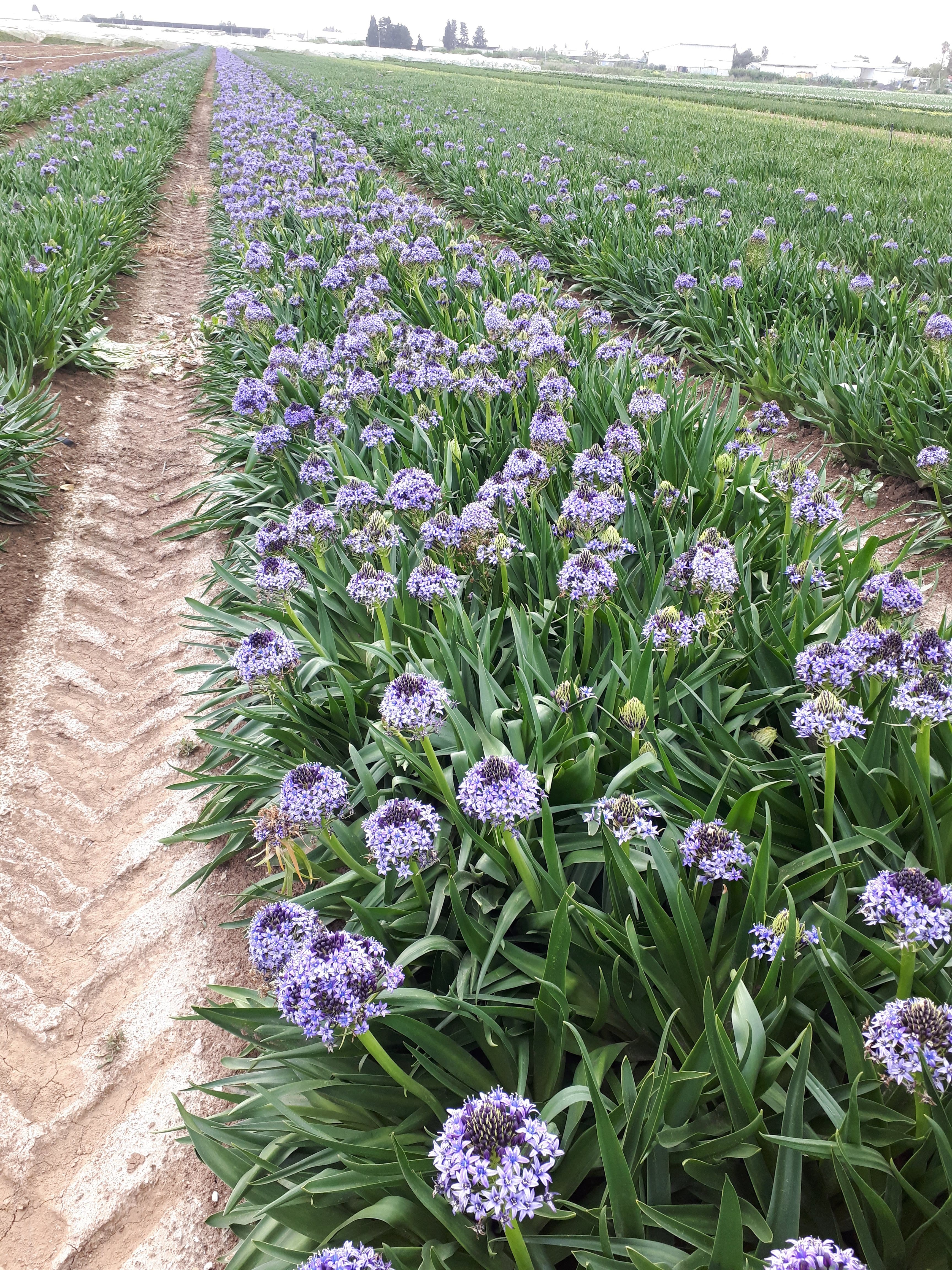 Scilla Peruviana flower bulbs