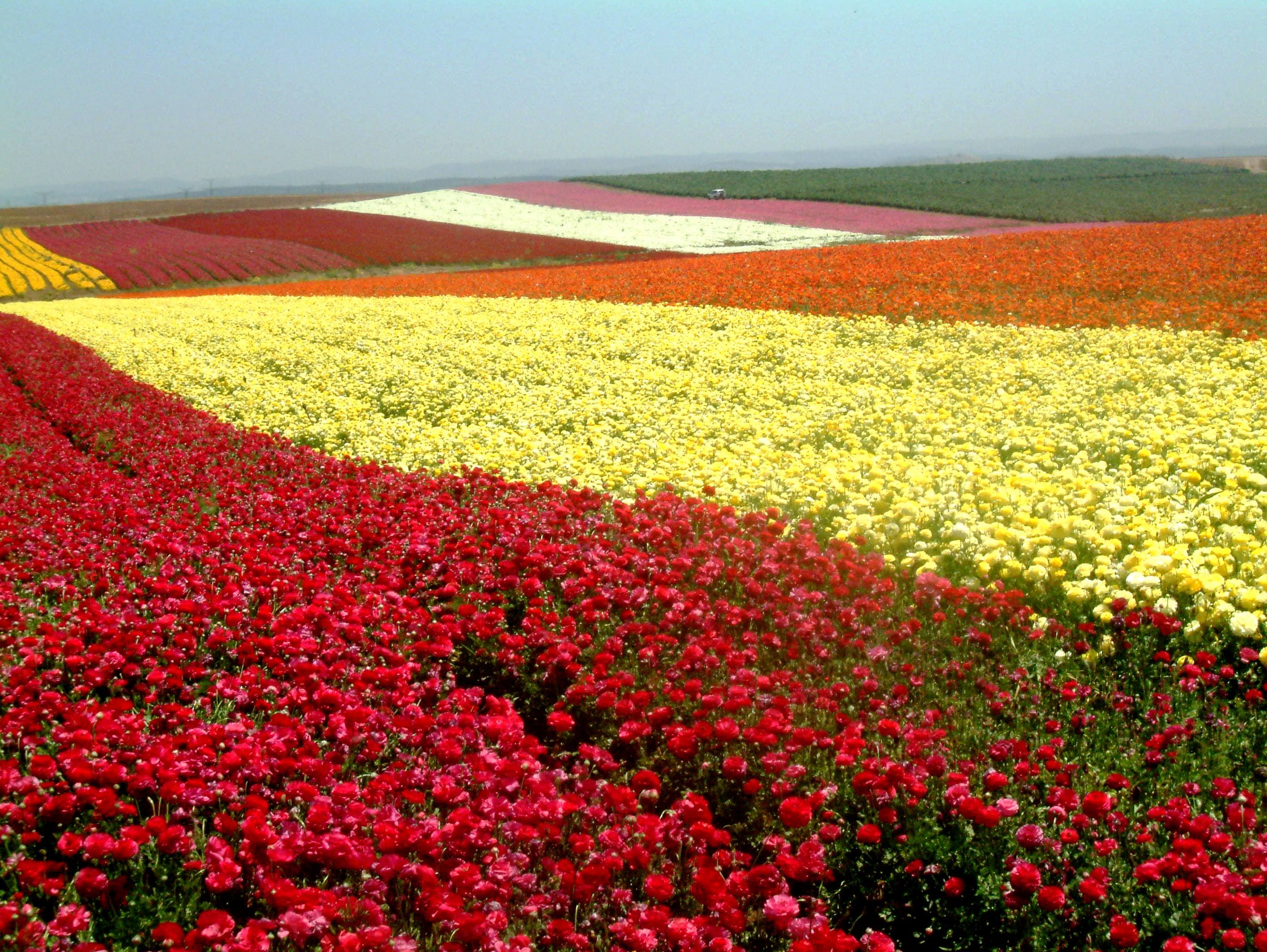 A.G.A.M Flower Bulbs nursery fields