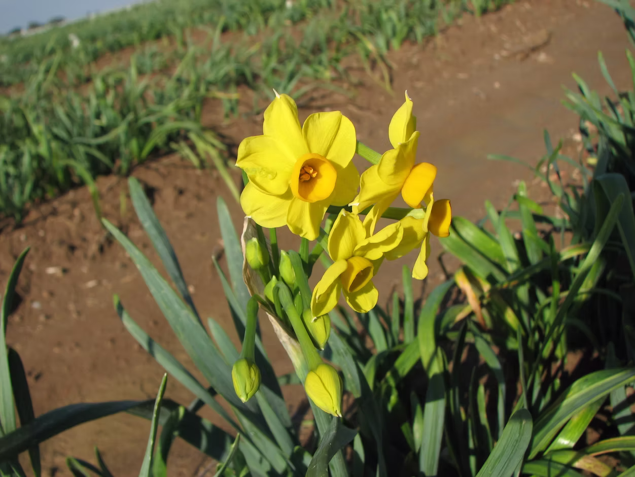 Soleil d’Or flowers