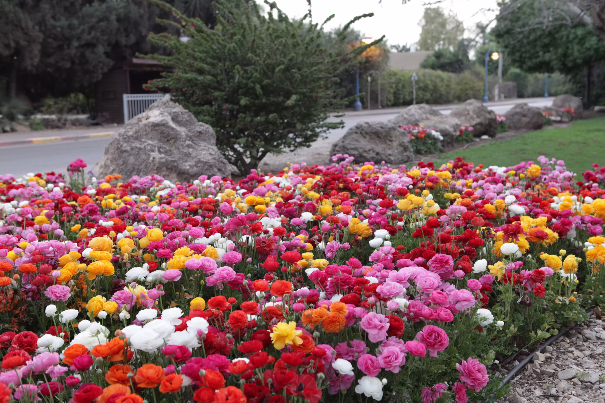 Tomer flowers