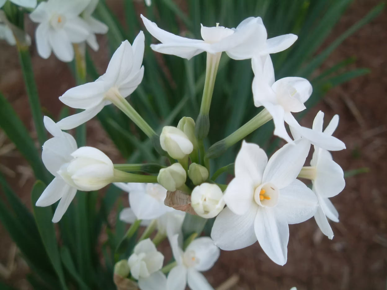 Ziva flowers