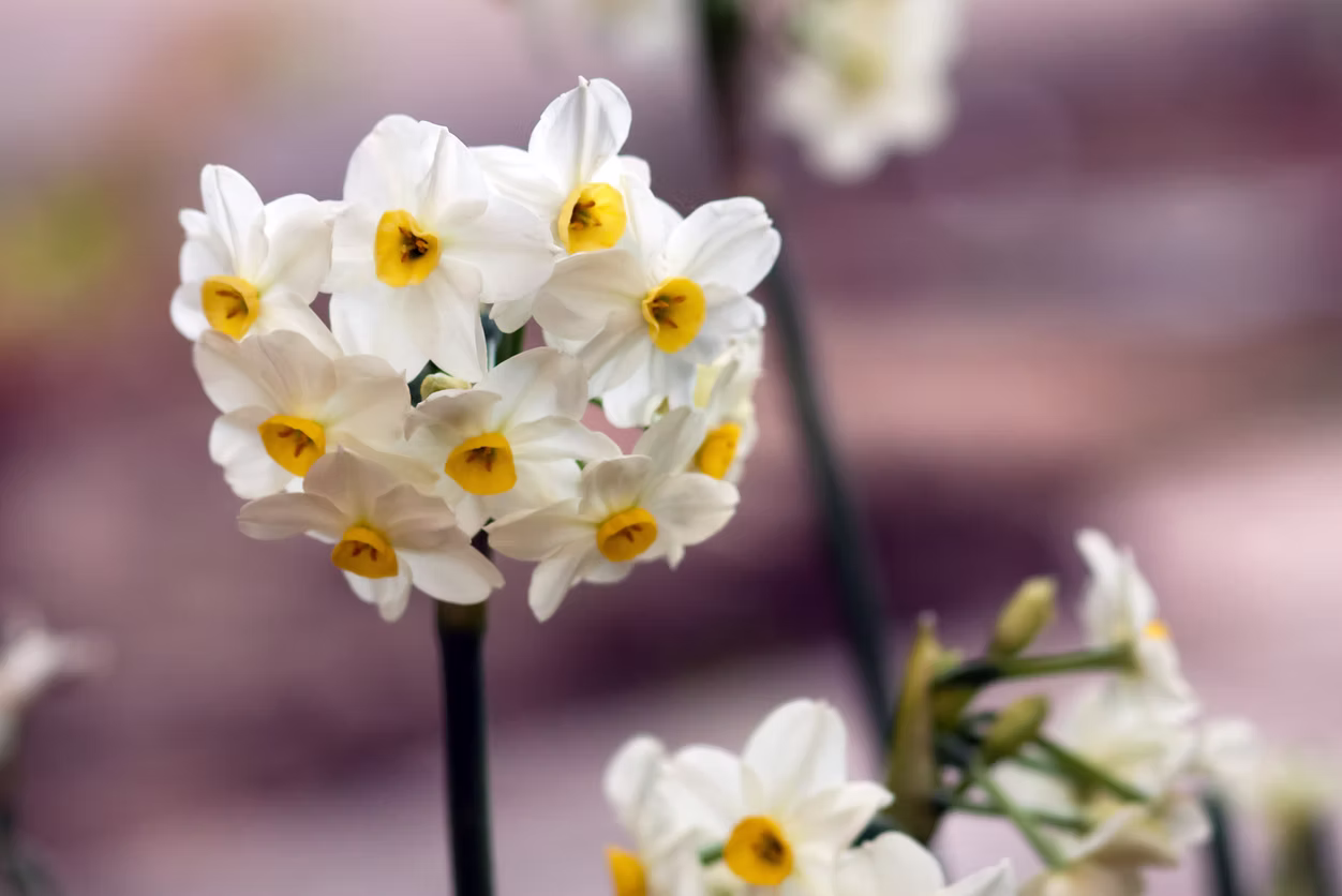 Wintersun flowers