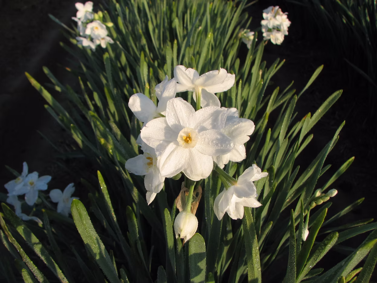 Nir flowers