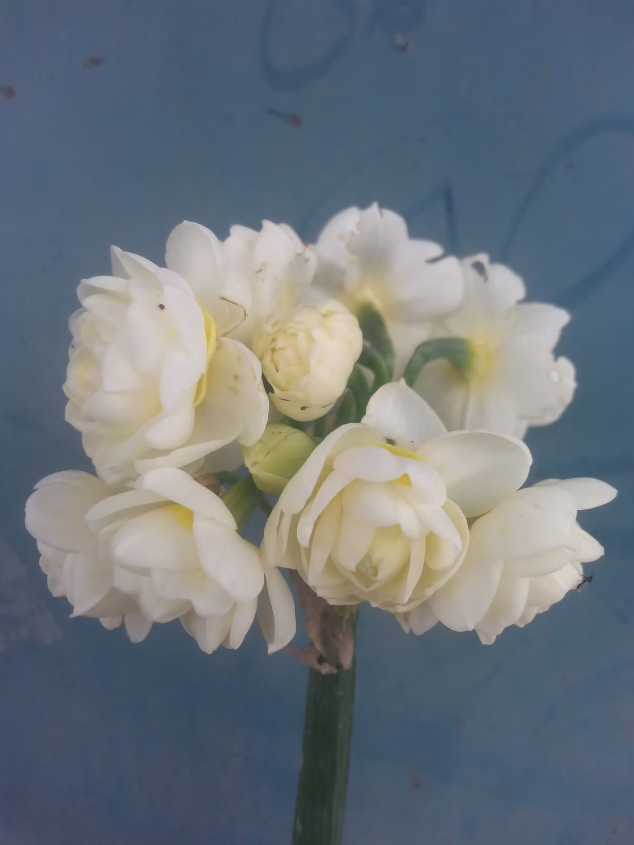 Earlicheer flowers